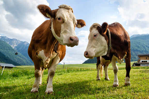 Mutter von Kuhherde getötet, Kinder verletzt! Wanderausflug endet tödlich!