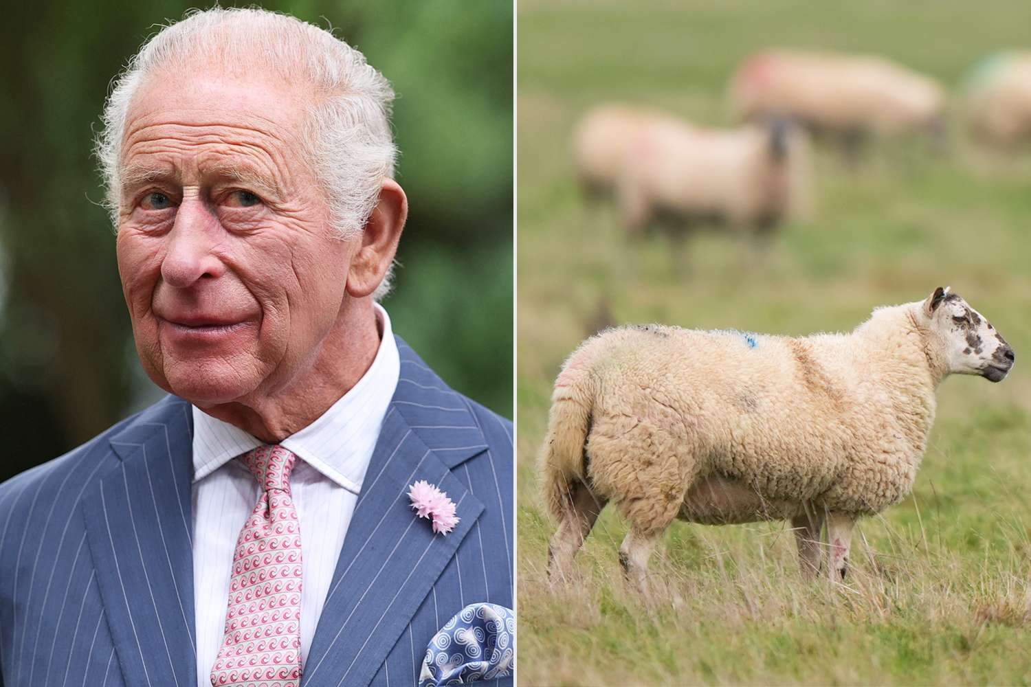 Guilty Verdict After Lamb 'Rescue' on the King’s Estate — Activists Say They Were Right
